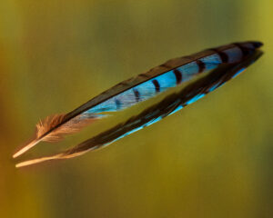 feather-110